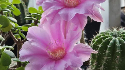 Super Cactus Power Hour